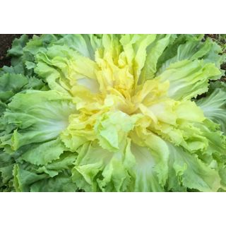 Compra ESCAROLA TONIANCE Pildorada (10.000 Semillas) en la tienda online Fito Agrícola