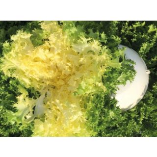 Compra ESCAROLA VIKYNGA Pildorada (10.000 Semillas) en la tienda online Fito Agrícola