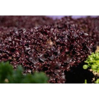 Compra LECHUGA AKANE Pildorada (10.000 Semillas) en la tienda online Fito Agrícola