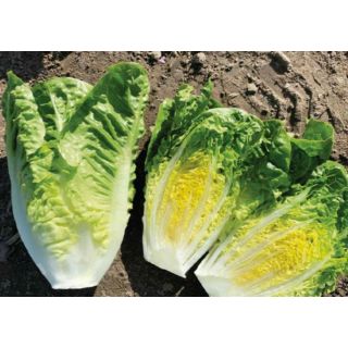 Compra LECHUGA AKELARRE Pildorada (10.000 Semillas) en la tienda online Fito Agrícola