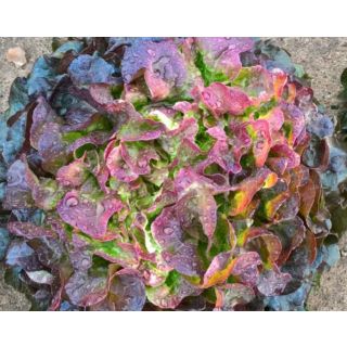 Compra LECHUGA ANIMIX Pildorada (10.000 Semillas) en la tienda online Fito Agrícola