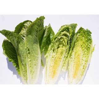 Compra LECHUGA BICAN Pildorada (10.000 Semillas) en la tienda online Fito Agrícola