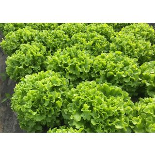 Compra LECHUGA GAITERA Pildorada (10.000 Semillas) en la tienda online Fito Agrícola