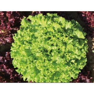 Compra LECHUGA GYLONA Pildorada (10.000 Semillas) en la tienda online Fito Agrícola