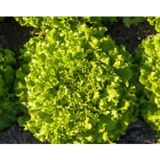 Compra LECHUGA OLANA ECOLÓGICA Pildorada (10.000 Semillas) en la tienda online Fito Agrícola