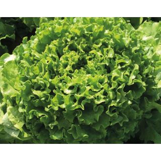 Compra LECHUGA OXELA Pildorada (10.000 Semillas) en la tienda online Fito Agrícola