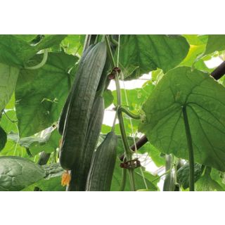 Compra PEPINO CORDOUAN F1 (1000 Semillas). en la tienda online Fito Agrícola