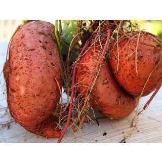 Compra BONIATO BEAUREGARD EPS104 en la tienda online Fito Agrícola