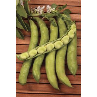 Compra HABA LUNA DE AGOSTO (25 Kgr.) en la tienda online Fito Agrícola