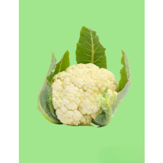 Compra COLIFLOR WHITE EXCEL F-1 (2.500 Semillas) en la tienda online Fito Agrícola