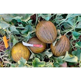 Compra MELÓN GAMBITO F1 (1.000 Semillas) en la tienda online Fito Agrícola