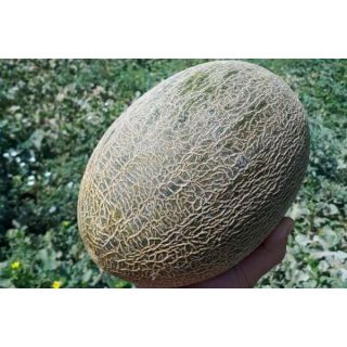 Compra MELÓN SAN MIGUEL F1 (1000 Semillas). en la tienda online Fito Agrícola