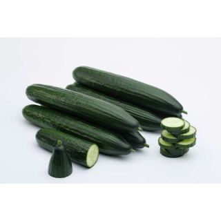 Compra PEPINO DORIAN F1 (1.000 Semillas). en la tienda online Fito Agrícola