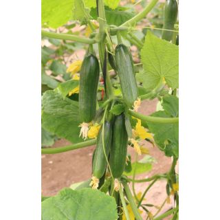 Compra PEPINO 2BITES F1 (1000 Semillas) en la tienda online Fito Agrícola