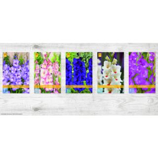 Compra GLADIOLO DE FLOR GRANDE B Cofre (300 Unid.) en la tienda online Fito Agrícola