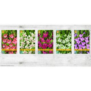 Compra GLADIOLO NANUS Cofre (400 Unid.). en la tienda online Fito Agrícola