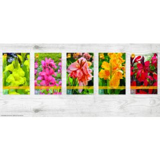 Compra CANNA LARGE Cofre (75 Unid.) en la tienda online Fito Agrícola