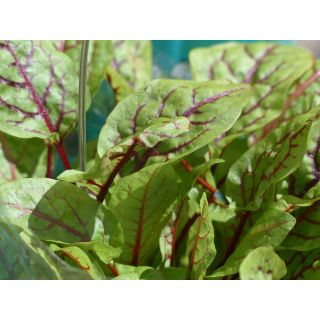 Compra ACEDERA DE VENA ROJA Sin Tratar (500.000 Semillas) en la tienda online Fito Agrícola