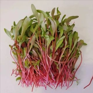 Compra ACELGA SUIZA ROJA MICROGREENS ECOLÓGICA (5 Kgr.). en la tienda online Fito Agrícola