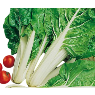 Compra ACELGA VERDE DE PENCA BLANCA RAZA AMPUIS (1 Kgr.). en la tienda online Fito Agrícola