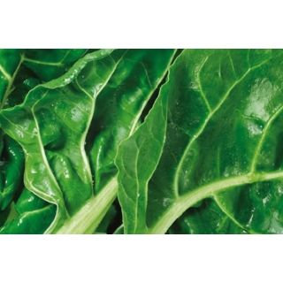 Compra ACELGA ECOLÓGICA MSE6 en la tienda online Fito Agrícola