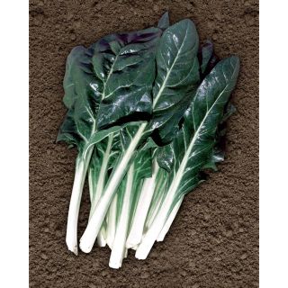 Compra ACELGA AGILA (4 Kgr.). en la tienda online Fito Agrícola