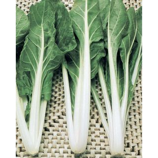 Compra ACELGA BIANCOSTA (20 Kgr.). en la tienda online Fito Agrícola