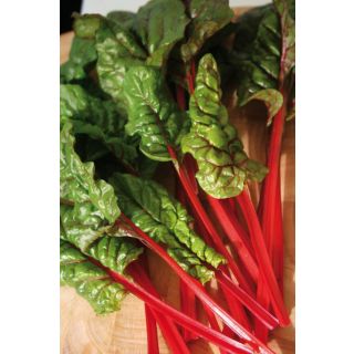 Compra ACELGA RHUBARB CHARD Calibrada (5.000 Semillas). en la tienda online Fito Agrícola