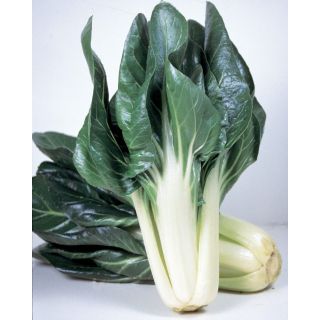 Compra ACELGA COROLLA (4 Kgr.). en la tienda online Fito Agrícola