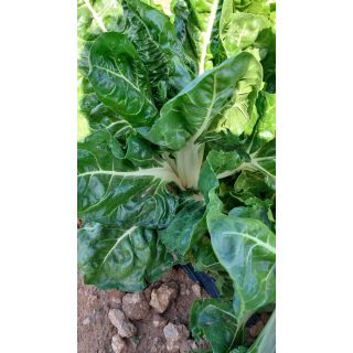 Compra ACELGA VERDE DELTA (25.000 Semillas) en la tienda online Fito Agrícola