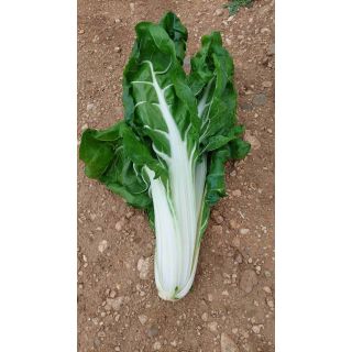 Compra ACELGA VERDE NICE (100 gr.). en la tienda online Fito Agrícola