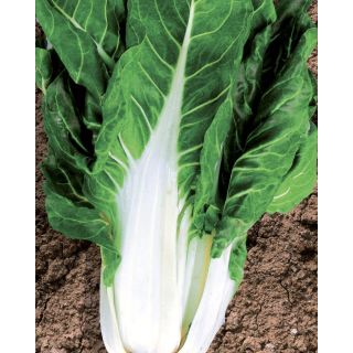 Compra ACELGA SIBILLA Calibrada (10.000 Semillas). en la tienda online Fito Agrícola