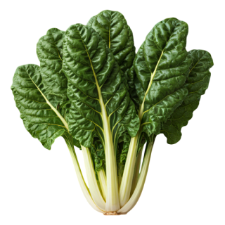 Compra ACELGA BARESE (2.500 Semillas) en la tienda online Fito Agrícola