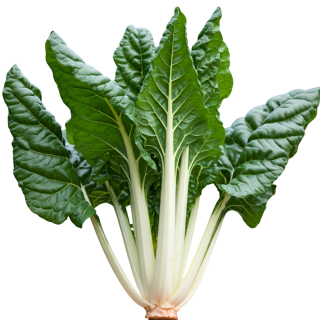 Compra ACELGA DE NICE (25 gr.). en la tienda online Fito Agrícola