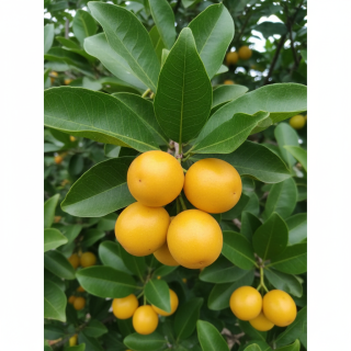 Compra ACEROLO BLANCO en la tienda online Fito Agrícola