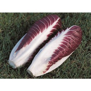 Compra ACHICORIA FIERO Pildorada ECOLÓGICA (10.000 semillas) en la tienda online Fito Agrícola