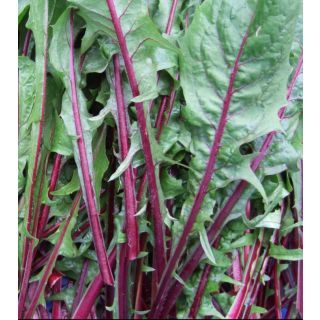 Compra ACHICORIA ROJA DIENTE DE LEON BABY LEAF ECOLÓGICA (50 gr.). en la tienda online Fito Agrícola