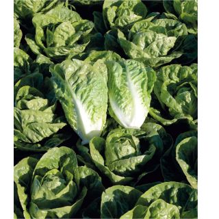 Compra LECHUGA ADIONE (LR-884) Pildorada (25.000 Semillas) en la tienda online Fito Agrícola