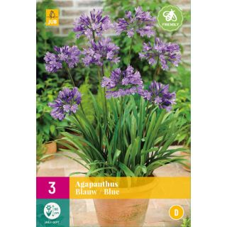 Compra AGAPANTHUS AZULES XXL en la tienda online Fito Agrícola
