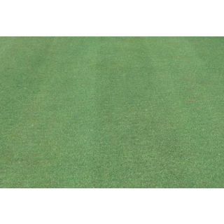 Compra AGROSTIS TENUIS HIGHLAND (250 gr.). en la tienda online Fito Agrícola