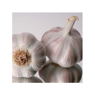 Compra AJO MORADO DE SIEMBRA GARDOS 55/60 (400 Kgr.). en la tienda online Fito Agrícola