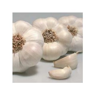 Compra AJO BLANCO DE SIEMBRA GARDACHO 60/+ (10 Kgr.). en la tienda online Fito Agrícola