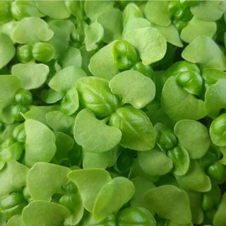 Compra ALBAHACA VERDE MICROGREENS ECOLÓGICA (5 Kgr.). en la tienda online Fito Agrícola