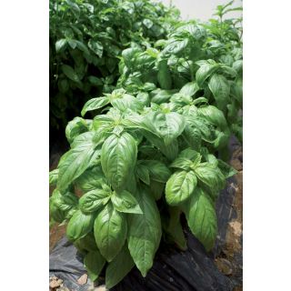 Compra ALBAHACA FORTILARGERO F1 BIO (5.000 Semillas) en la tienda online Fito Agrícola