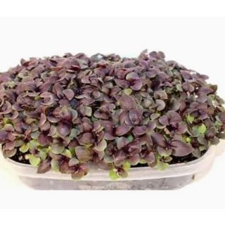 Compra ALBAHACA ROJA MICROGREENS (500 gr.). en la tienda online Fito Agrícola