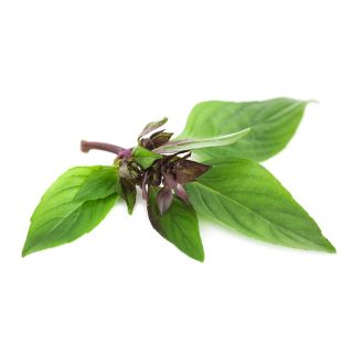 Compra ALBAHACA TAILANDESA ECOLÓGICA ME11 en la tienda online Fito Agrícola