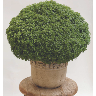 Compra ALBAHACA ARISTOTLE (240 Plantas) en la tienda online Fito Agrícola