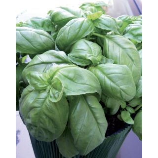 Compra ALBAHACA BONSAI (500 gr.). en la tienda online Fito Agrícola