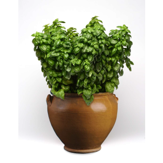 Compra ALBAHACA EVERLEAF (240 Plantas) en la tienda online Fito Agrícola