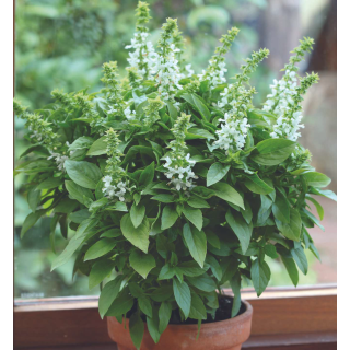 Compra ALBAHACA FLORAL SPIRES (240 Plantas) en la tienda online Fito Agrícola